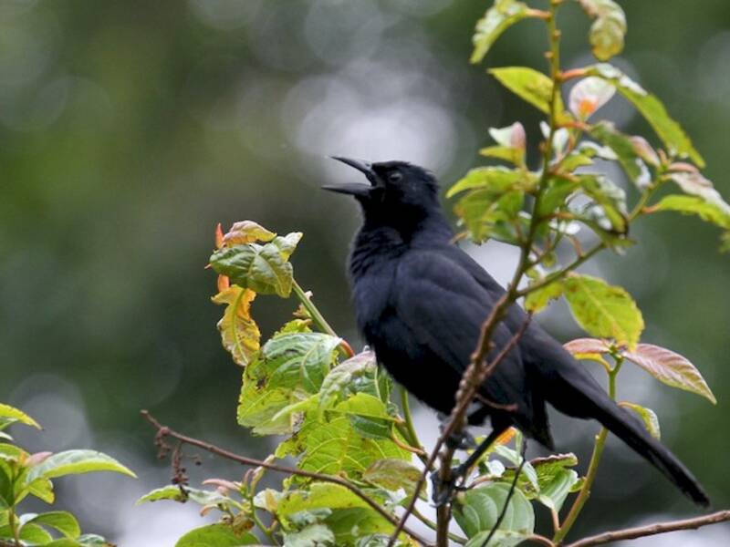 Melodious Blackbird, 照片 4