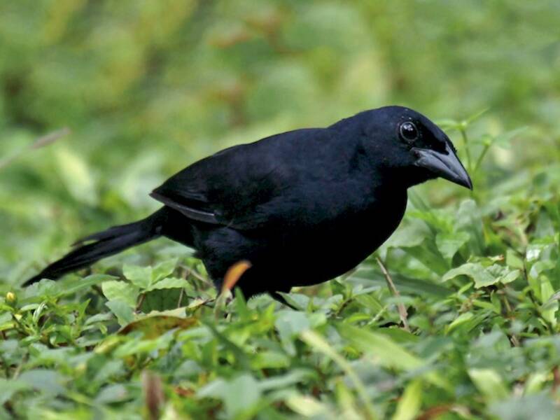 Melodious Blackbird, 照片 3
