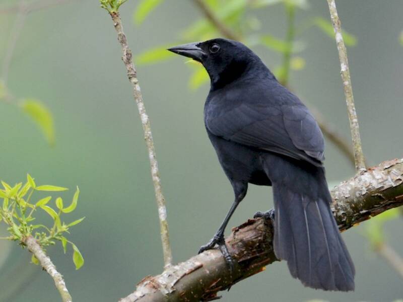 Melodious Blackbird