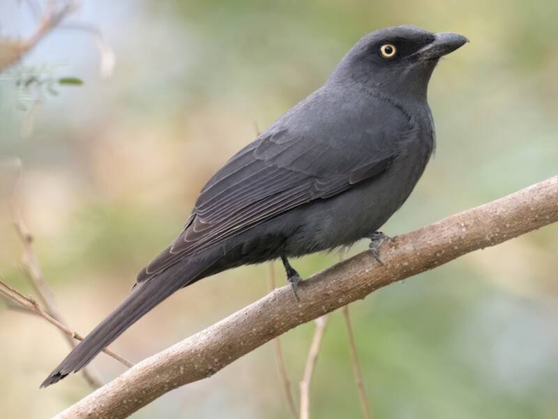 South Melanesian Cuckooshrike