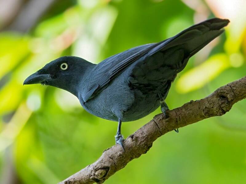 South Melanesian Cuckooshrike, Photos 2