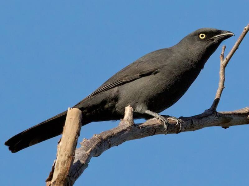 South Melanesian Cuckooshrike, Photos 3