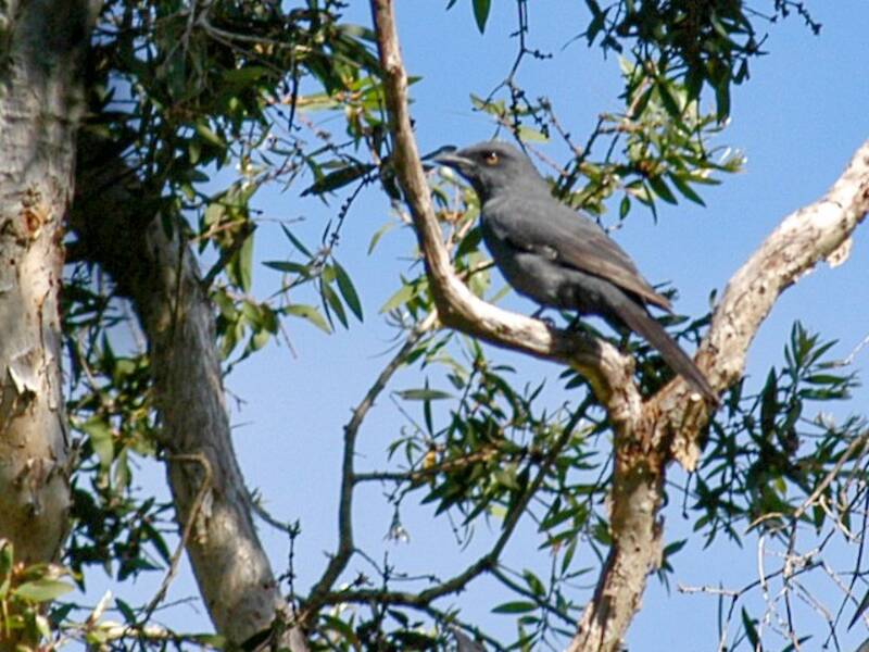 South Melanesian Cuckooshrike, Photos 4
