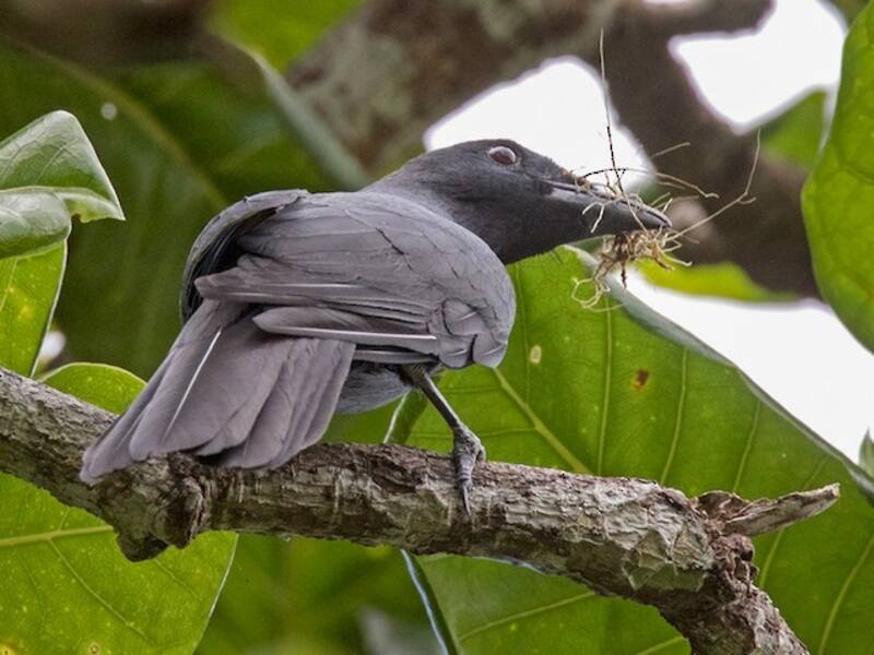 North Melanesian Cuckooshrike