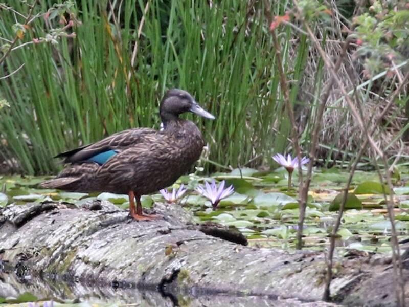 Meller's Duck