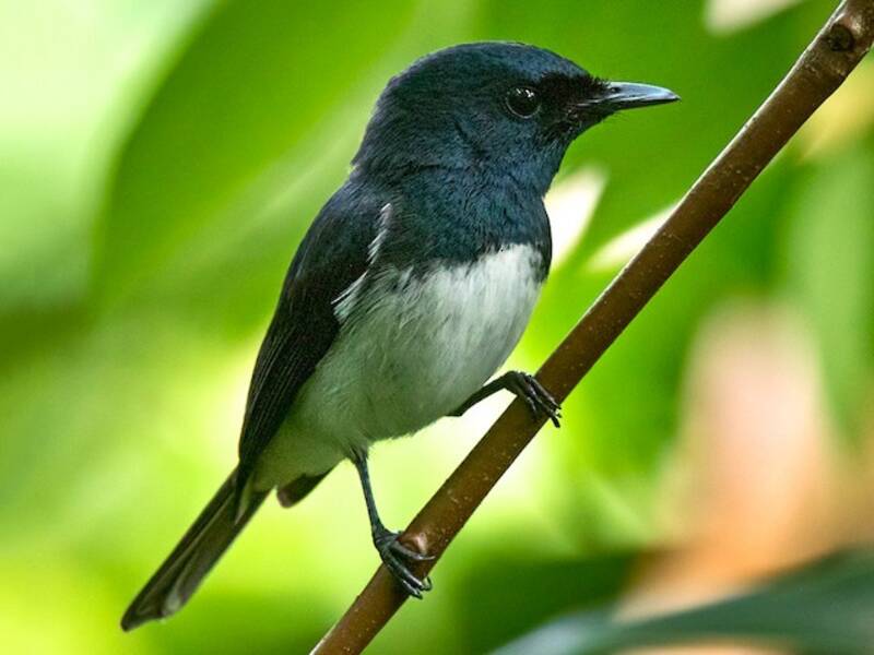 Melanesian Flycatcher, Photos 4
