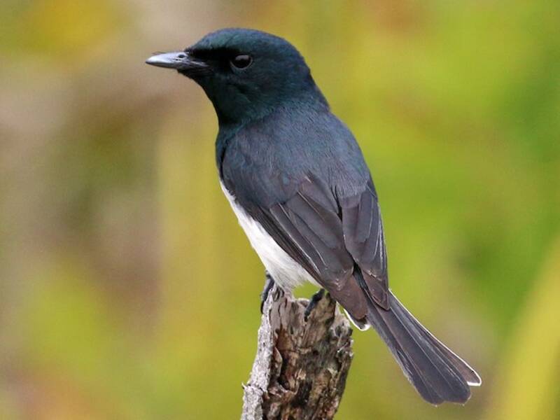 Melanesian Flycatcher, Photos 2