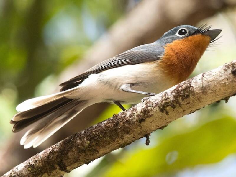 Melanesian Flycatcher, Photos 3