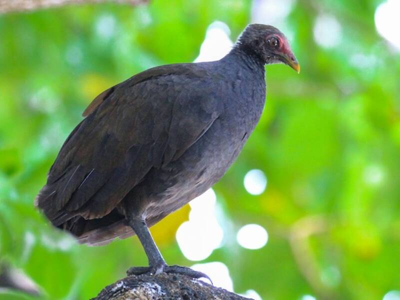 Melanesian Megapode, 照片 3