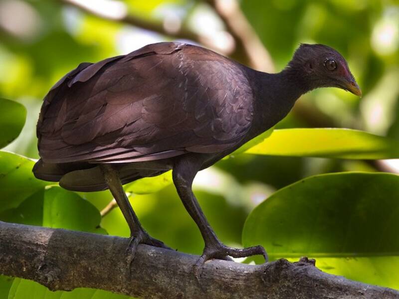 Melanesian Megapode, 照片 4