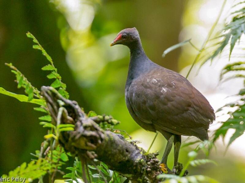 Melanesian Megapode (Megapodius eremita)