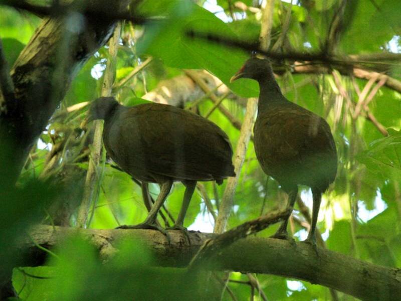 Melanesian Megapode, 照片 2