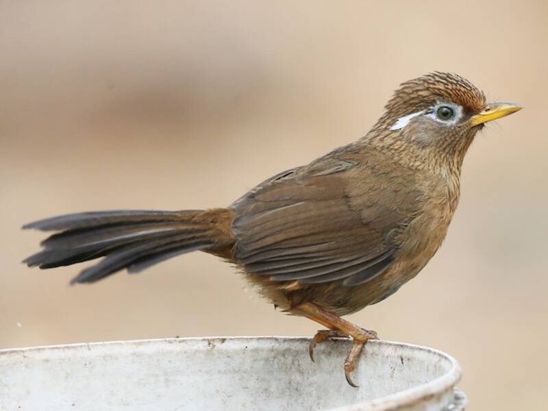 Chinesischer Sonnenvogel, Fotos 3