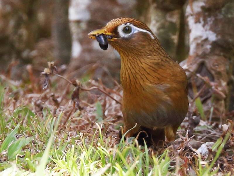 Chinesischer Sonnenvogel, Fotos 2