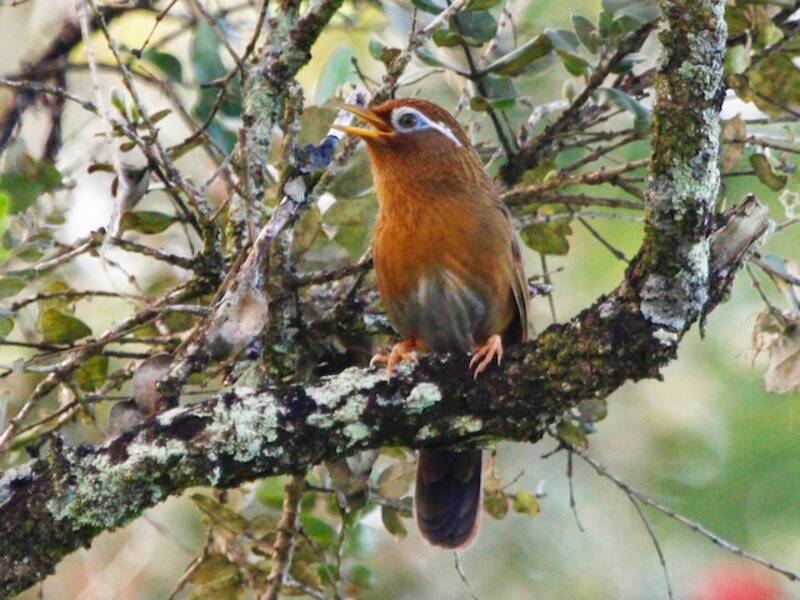Chinesischer Sonnenvogel, Fotos 4