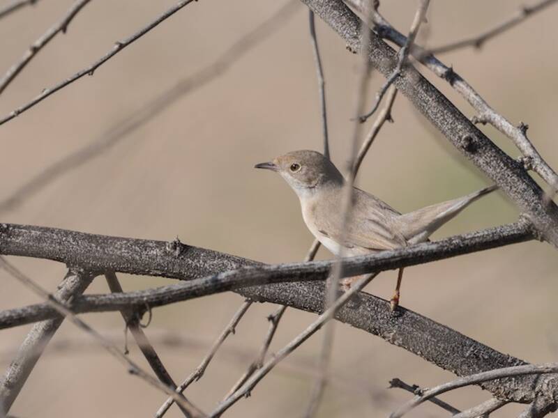 Menetries's Warbler, 照片 2