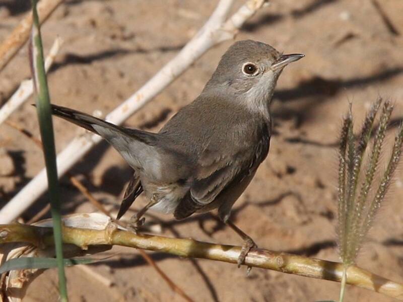 Menetries's Warbler, 照片 3