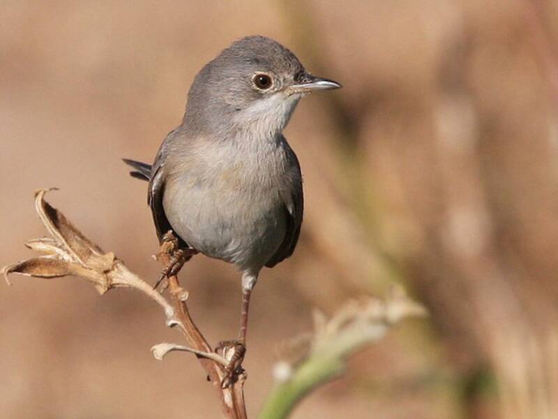 Menetries's Warbler, 照片 4