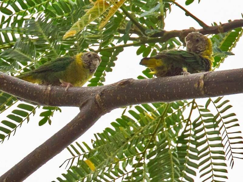 Meek's Pygmy-Parrot, Photos 2
