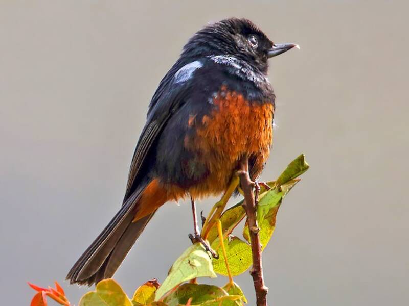 Merida Flowerpiercer, 照片 2