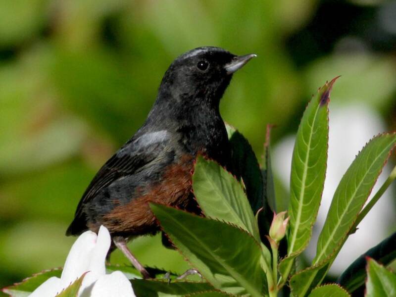 Merida Flowerpiercer, 照片 3