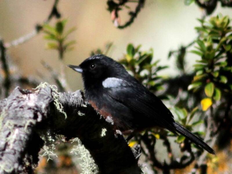 Merida Flowerpiercer, 照片 4