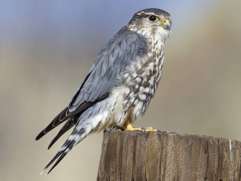Merlin
