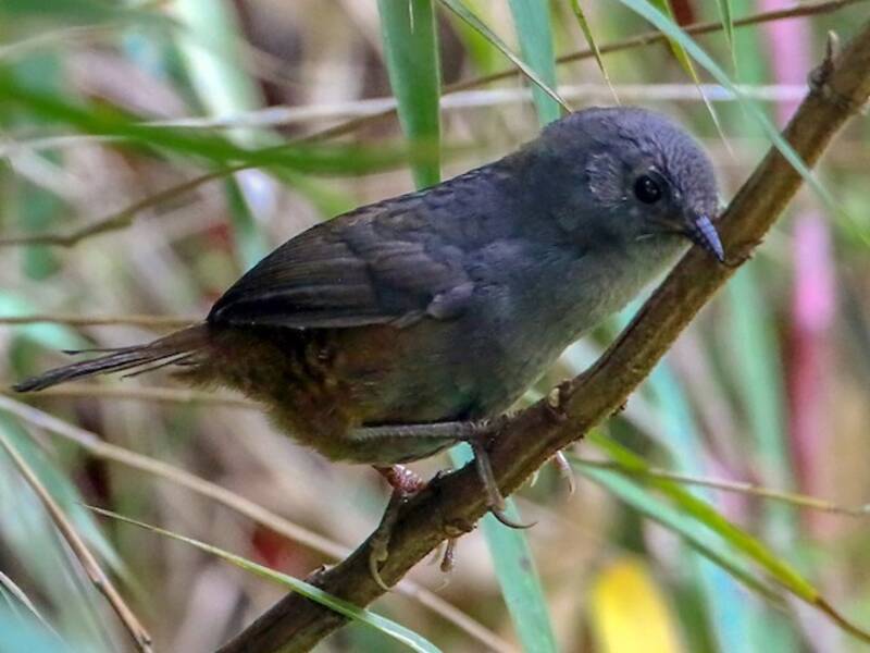 Mérida-Tapaculo, Fotos 4