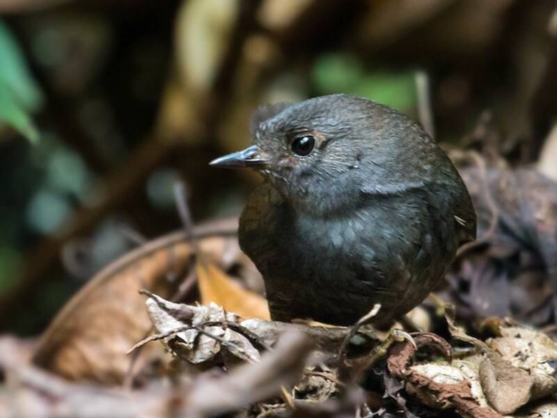 Mérida-Tapaculo, Fotos 2