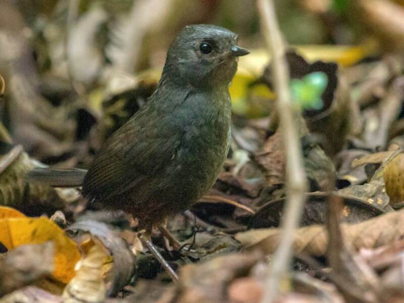 Mérida-Tapaculo, Fotos 3