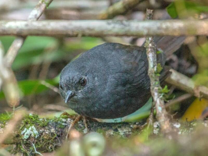 Tapaculo de Mérida