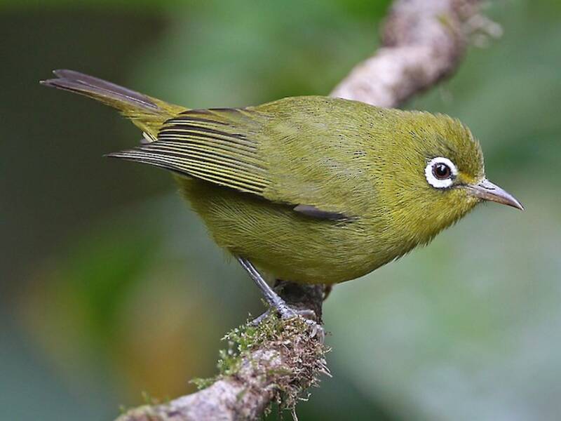 Meratus White-eye, 照片 3