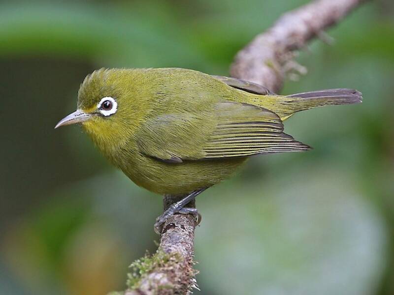 Meratus-Brillenvogel