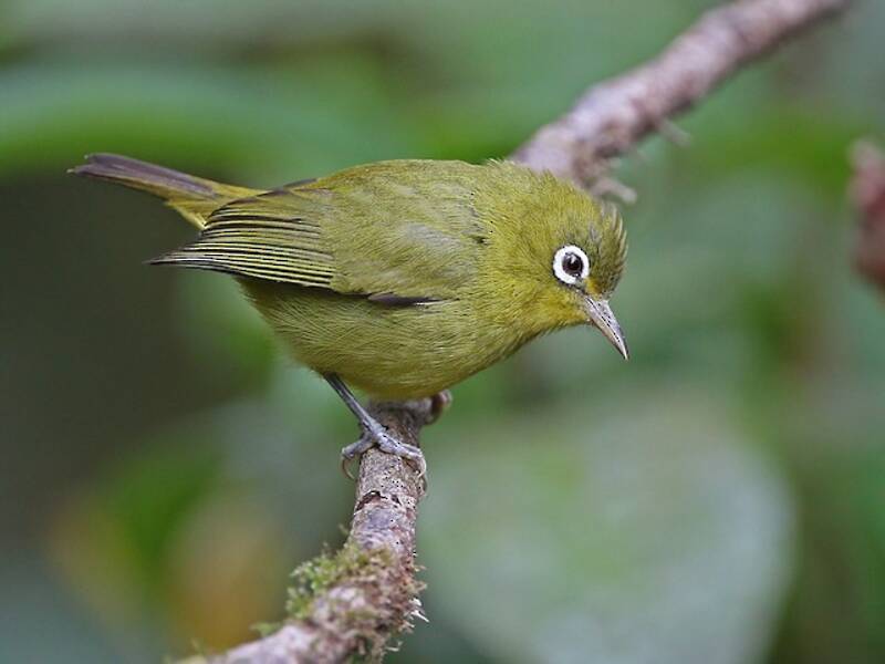 Meratus White-eye, 照片 2