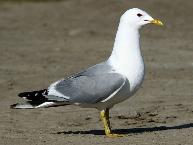 Short-billed Gull