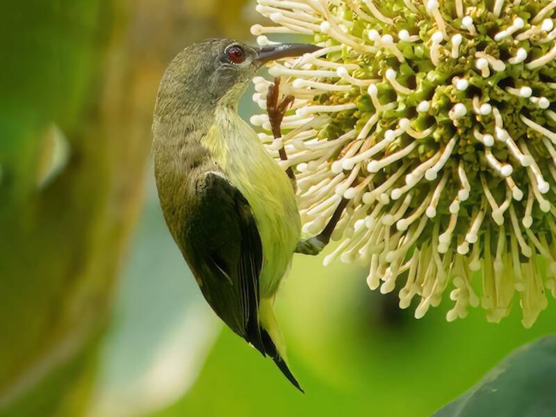 Souimanga à ailes métalliques