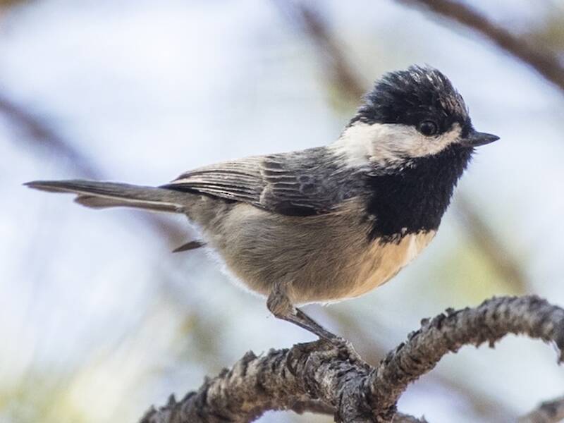 Mexican Chickadee