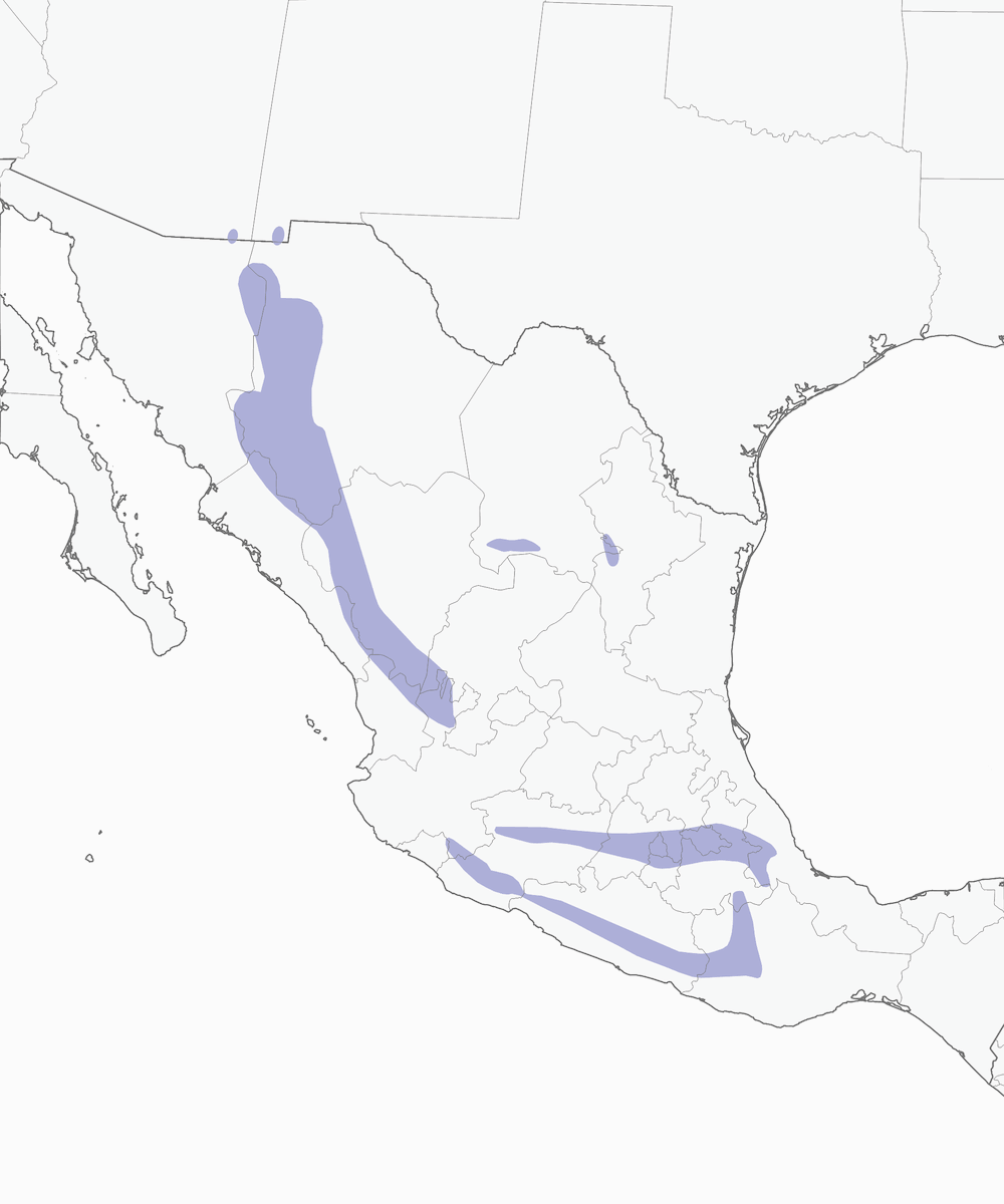 Cincia messicana, Distribuzione 1