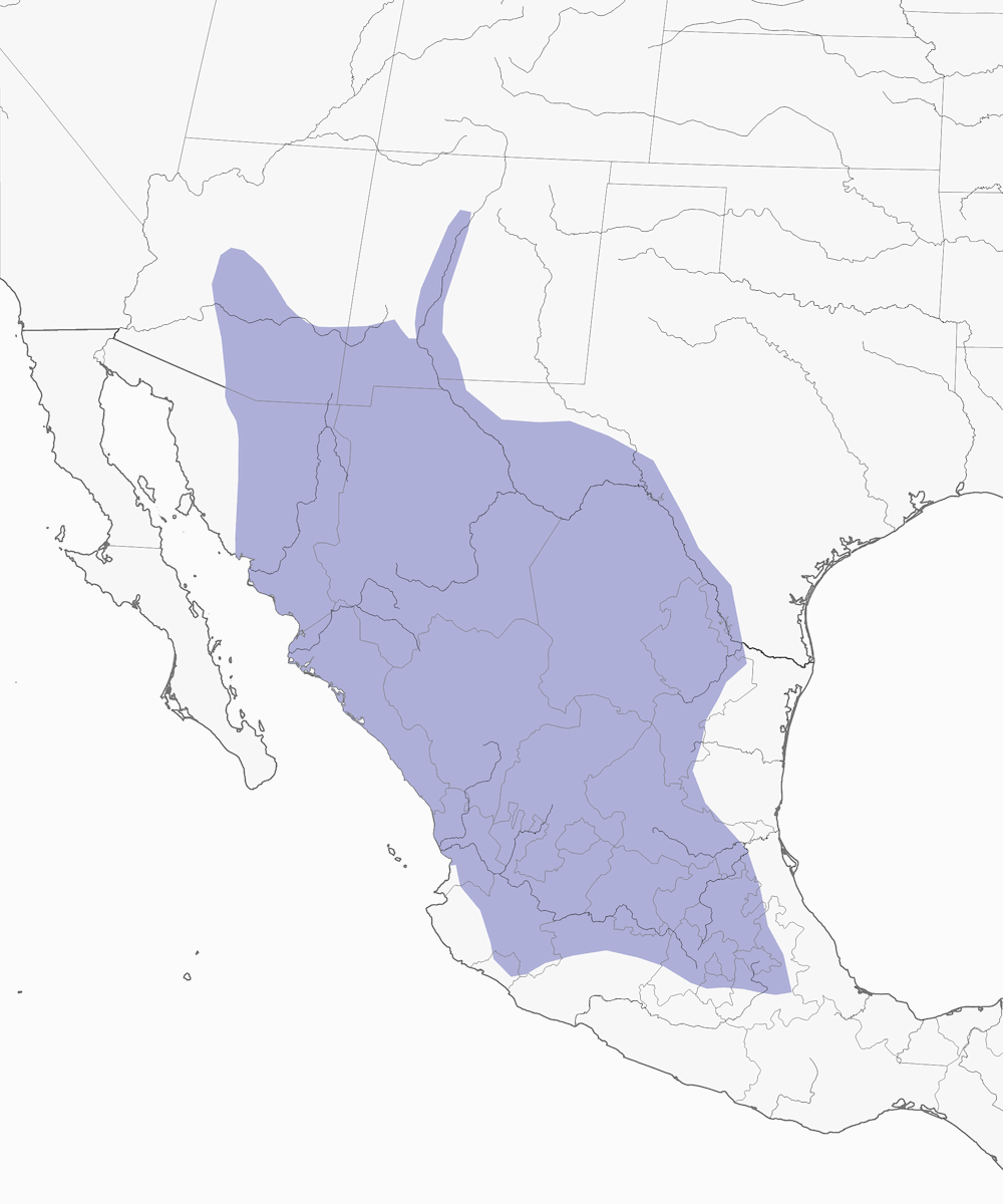 Anatra messicana, Distribuzione 1