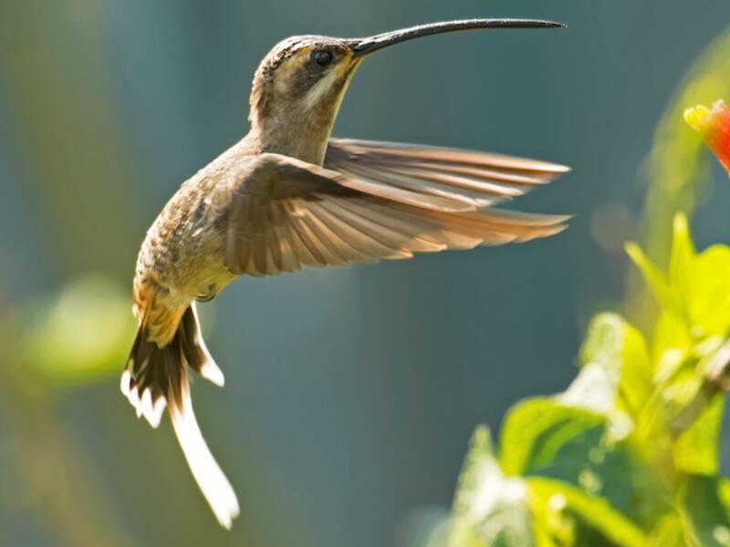 Mexican Hermit, 照片 3