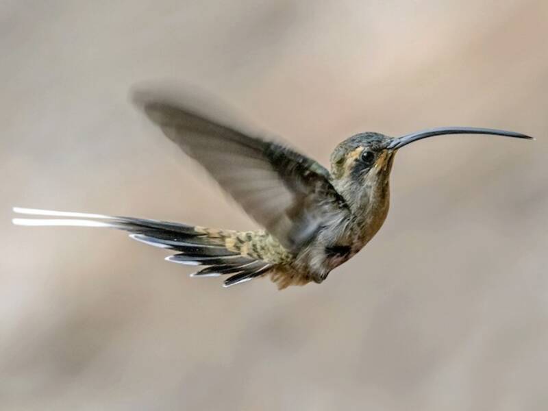 Mexican Hermit