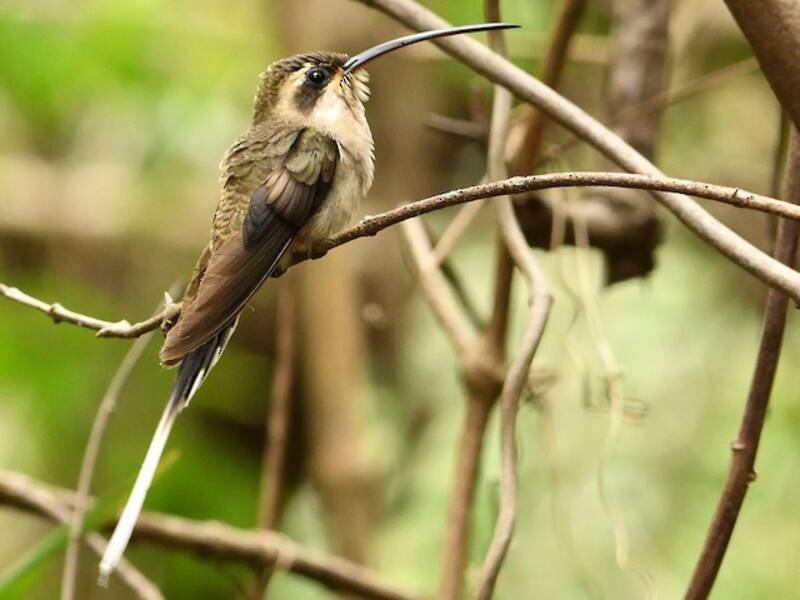 Mexican Hermit, 照片 2