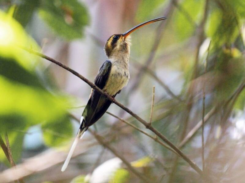 Mexican Hermit, 照片 4