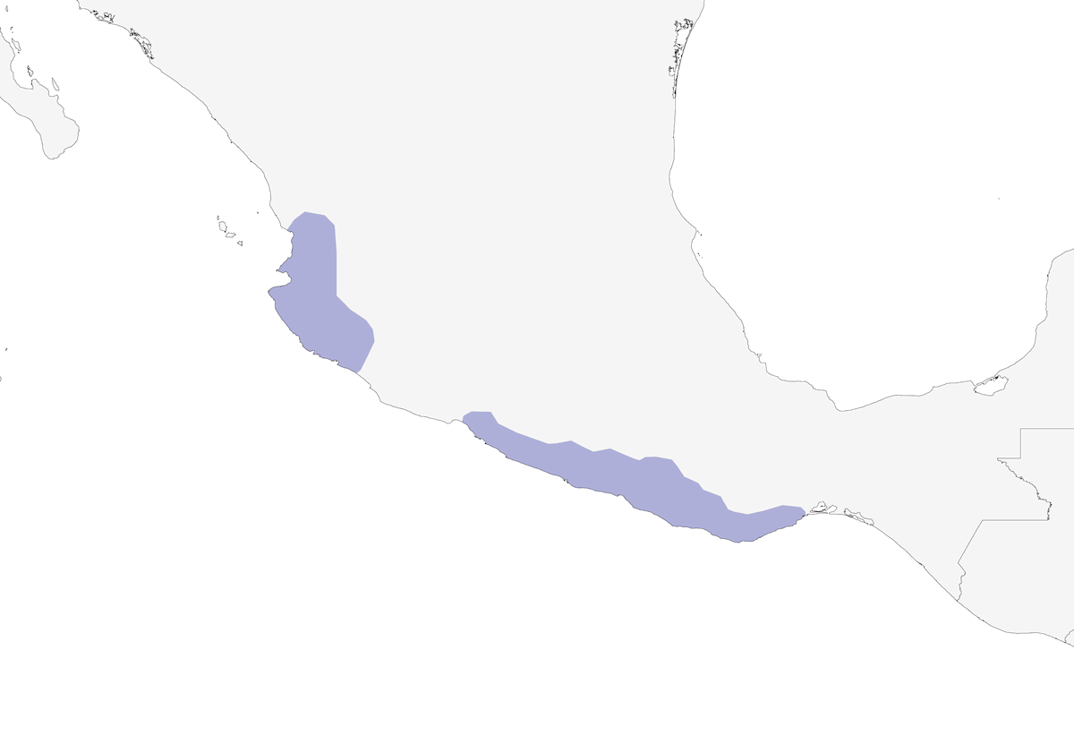 Mexican Hermit, 分布 1