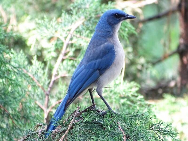 Transvolcanic Jay, Photos 3