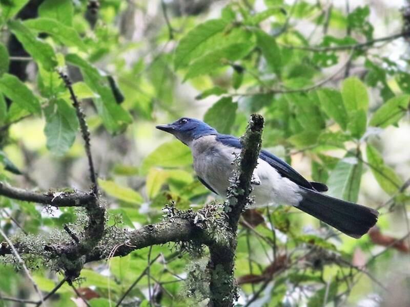Transvolcanic Jay, Photos 2