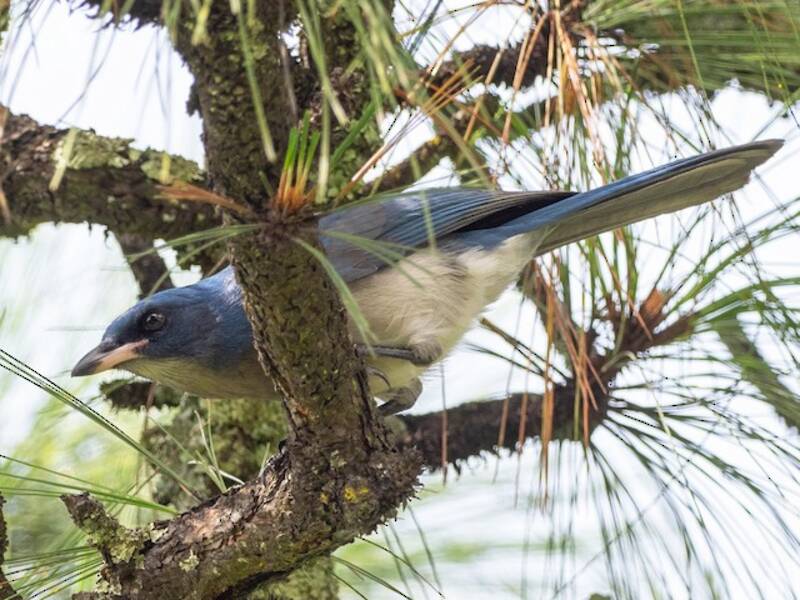 Transvolcanic Jay, Photos 4