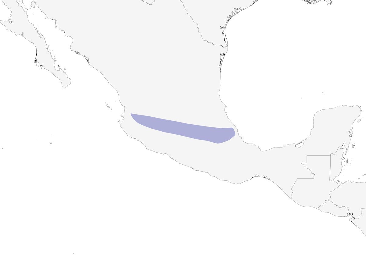 Transvolcanic Jay, Distribution 1