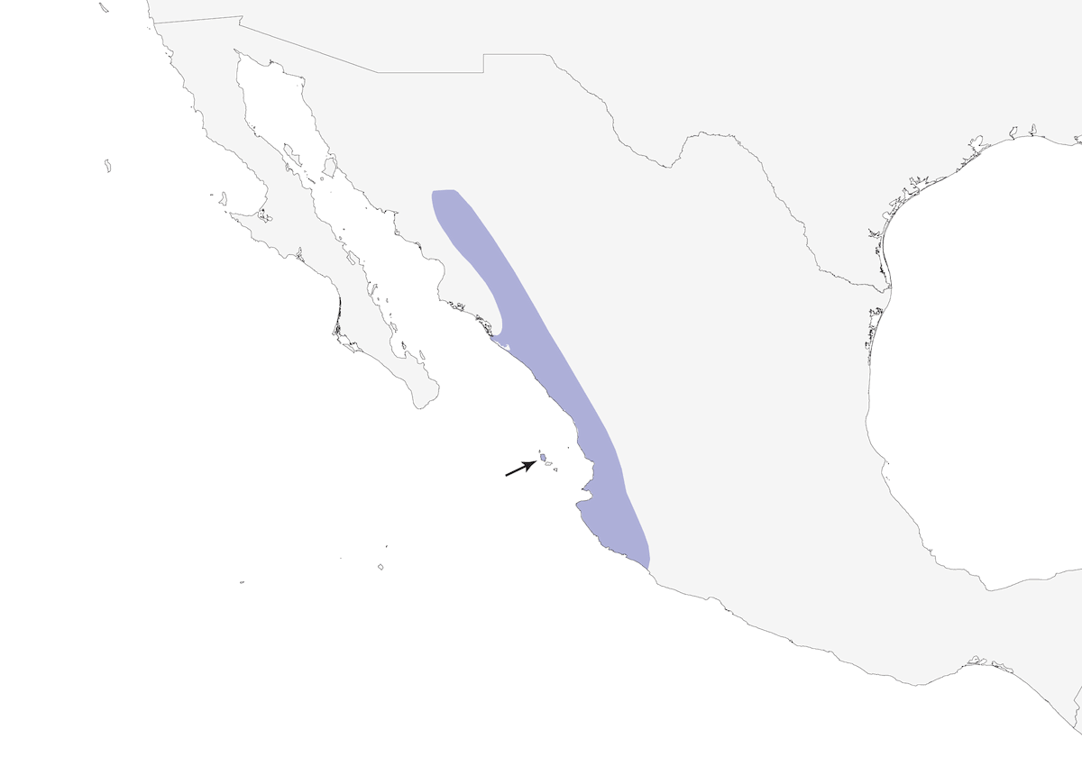 Parrocchetto messicano, Distribuzione 1