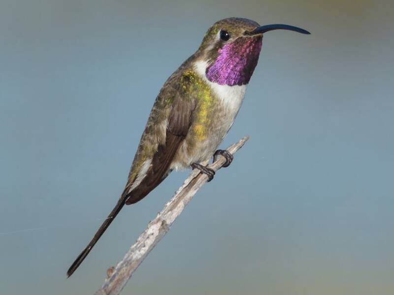 Colibrì coda a forbice messicano